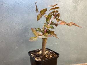 1.ブルセラ ファガロイデス Bursera fagaroides 実生 同梱可