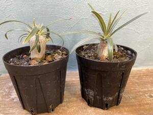 1円売切り！B.パキポディウム グラキリス 2株セット　Pachypodium rosulatum var. gracilius 実生 同梱可