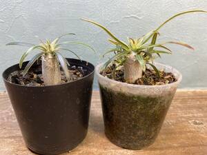 1円売切り！C.パキポディウム グラキリス 2株セット　Pachypodium rosulatum var. gracilius 実生 同梱可