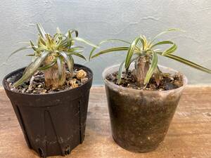 1円売切り！D.パキポディウム グラキリス 2株セット　Pachypodium rosulatum var. gracilius 実生 同梱可