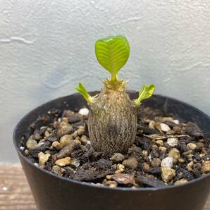 2.パキポディウム ウィンゾリー Pachypodium windsorii 実生 同梱可!!の画像3