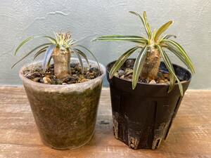 1円売切り！B.パキポディウム グラキリス 2株セット　Pachypodium rosulatum var. gracilius 実生 同梱可