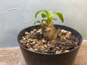 3.パキポディウム ウィンゾリー Pachypodium windsorii 実生 同梱可!!