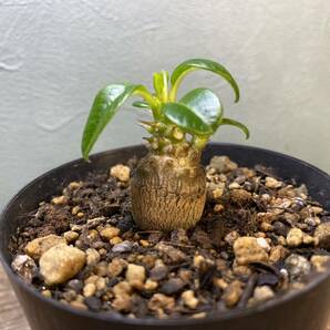 3.パキポディウム ウィンゾリー Pachypodium windsorii 実生 同梱可!!の画像2