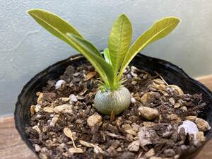 1円売切り！1.パキポディウム エニグマチカム Pachypodium enigmaticum 実生 同梱可