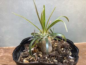 1円売切り！3.パキポディウム グラキリス 　Pachypodium rosulatum var. gracilius 実生 同梱可