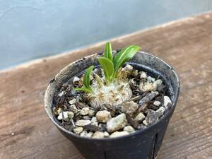 1円売切り！Bパキポディウム・ブレビカウレ(恵比寿笑い)　Pachypodium brevicaule ssp. leucoxanthum 同梱可！