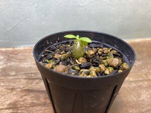 1円売切り！5.パキポディウム エニグマチカム Pachypodium enigmaticum 実生 同梱可