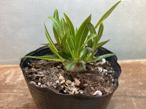 3.パキポディウム デンシカウレ 恵比寿大黒 Pachypodium Densicaule