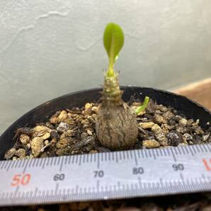 V1.パキポディウム ウィンゾリー Pachypodium windsorii 実生 同梱可!!の画像2