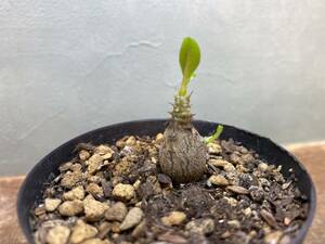 V1.パキポディウム ウィンゾリー Pachypodium windsorii 実生 同梱可!!