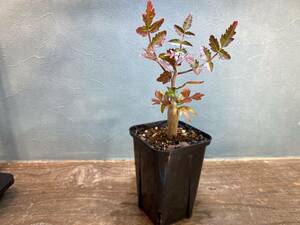 2.ブルセラ ファガロイデス Bursera fagaroides 実生 同梱可