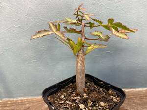 2.ブルセラ ファガロイデス Bursera fagaroides 実生 同梱可