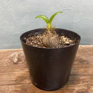 パキポディウム ウィンゾリー Pachypodium windsorii 実生 同梱可!!の画像2