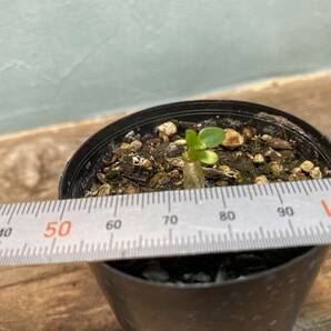 1円売切り！B.パキポディウム ウィンゾリー Pachypodium windsorii 実生 同梱可!!の画像5