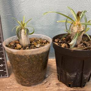 1円売切り！ R1.パキポディウム グラキリス 2株セット Pachypodium rosulatum var. gracilius 実生 同梱可の画像5