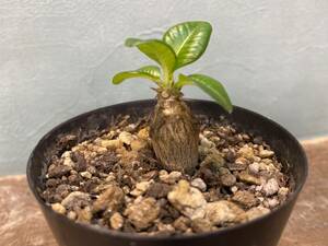 C1.パキポディウム ウィンゾリー Pachypodium windsorii 実生 同梱可!!