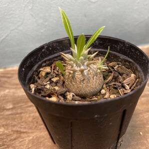 1円売切り！パキポディウム エブレネウム Pachypodium rosulatum var. eburneum 同梱可！の画像1