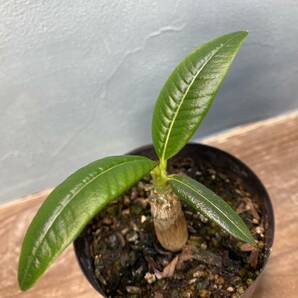 1円売切り！N1.パキポディウム バロニー  Pachypodium baronii 同梱可！の画像2