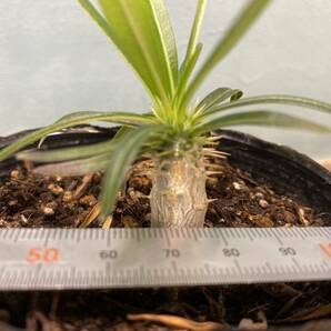 1円売切り！Y1.パキポディウム グラキリス  Pachypodium rosulatum var. gracilius 実生 同梱可の画像4