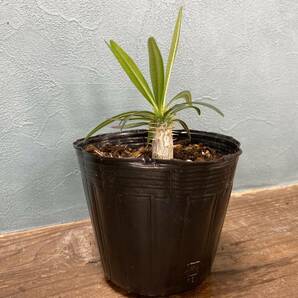 1円売切り！Y1.パキポディウム グラキリス  Pachypodium rosulatum var. gracilius 実生 同梱可の画像2