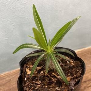 1円売切り！Y1.パキポディウム グラキリス  Pachypodium rosulatum var. gracilius 実生 同梱可の画像5