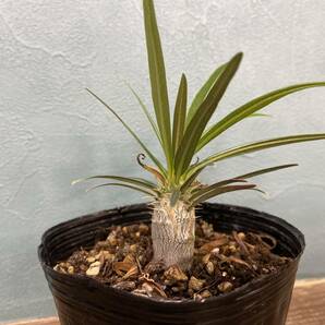 1円売切り！Y2.パキポディウム グラキリス  Pachypodium rosulatum var. gracilius 実生 同梱可の画像1