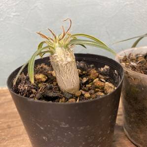 1円売切り！C2.パキポディウム グラキリス 2株セット Pachypodium rosulatum var. gracilius 実生 同梱可の画像3