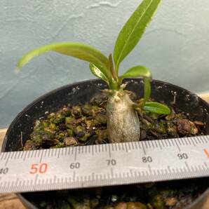 1円売切り！H1.パキポディウム バロニー  Pachypodium baronii 同梱可！の画像4