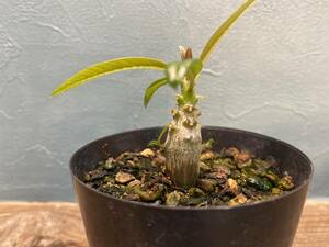 1円売切り！H2.パキポディウム バロニー　 Pachypodium baronii 同梱可！