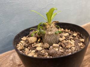 F1.パキポディウム グラキリス 　Pachypodium rosulatum var. gracilius 実生 同梱可