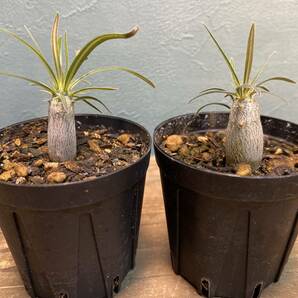 1円売切り！L1.パキポディウム グラキリス 2株セット Pachypodium rosulatum var. gracilius 実生 同梱可の画像1