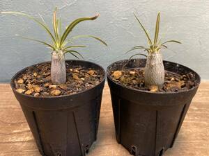 1円売切り！L1.パキポディウム グラキリス 2株セット　Pachypodium rosulatum var. gracilius 実生 同梱可