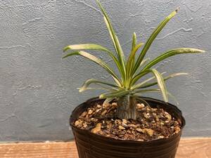 1円売切り！Z2.パキポディウム グラキリス 　Pachypodium rosulatum var. gracilius 実生 同梱可