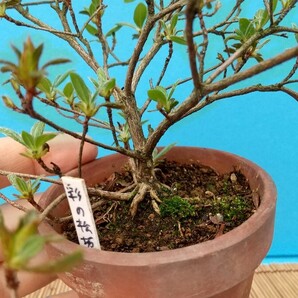 ツツジ 彩の松坂 つつじ盆栽の画像5