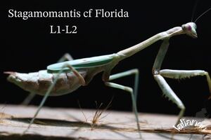 Stagamomantis cf Florida 初齢~2齢 10匹CB カマキリ