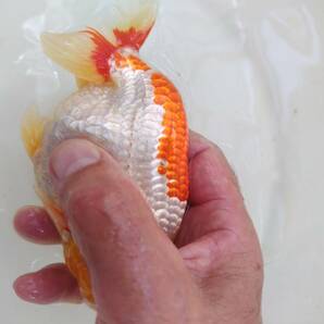 光らんちゅう  2才会入賞魚 約１５cm 雄の画像4