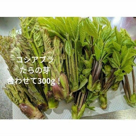 コシアブラ　山菜セット　天然　300g タラの芽