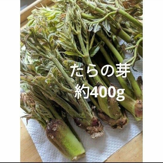 たらの芽　山菜　400g 天然