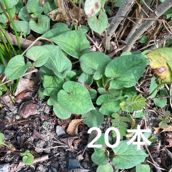 どくだみ　抜き苗　20本　地下茎付き