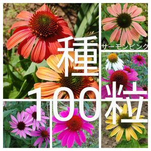 エキナセア　MIX色　花の種100粒以上