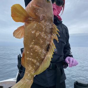 壱岐の高級魚アコウ（キジハタ）2024年4月21日の釣果の画像1