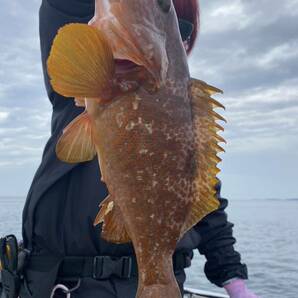 壱岐の高級魚アコウ（キジハタ） 2024年4月26日の釣果 目印なしの画像2