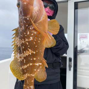 壱岐の高級魚アコウ（キジハタ） 2024年4月26日の釣果 緑色の目印の画像1