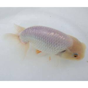 [ white . parent .] golgfish ( female )2 -years old fish 13.2cm