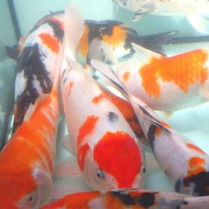 [ white . parent .] colored carp 4 pcs set (2 -years old fish ) 11~19cm