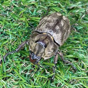 サビイロカブト 成虫♂♀ペアＣＢＦ１ スラウェシ島パロロバル①