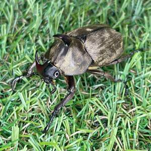 サビイロカブト 成虫♂♀ペアＣＢＦ１ スラウェシ島パロロバル③