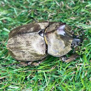 サビイロカブト 成虫♂♀ペアＣＢＦ１ スラウェシ島パロロバル⑤