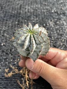 サボテン 多肉植物 （7#） ゼブラ　ホリダ　カキコ